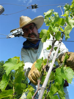 vignoble.fr vigneron