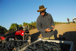 vignoble.fr viticulteur